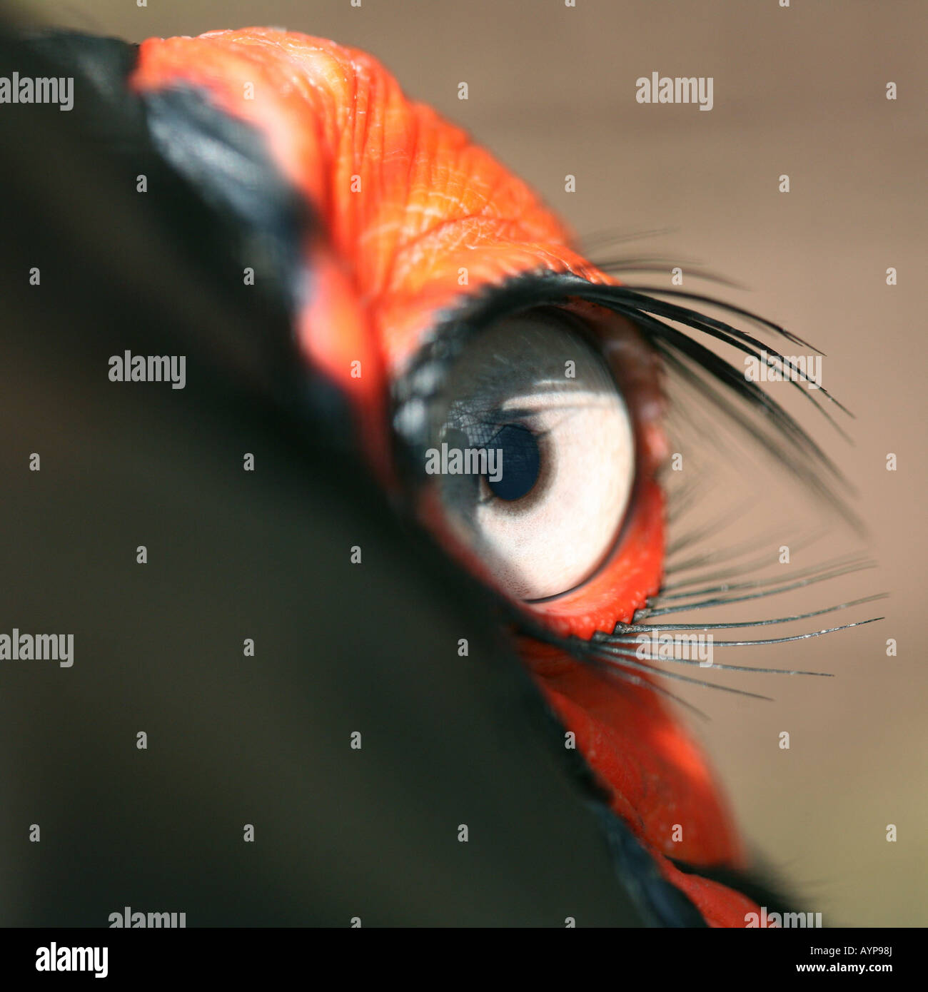Nahaufnahme des Auges eine südliche Hornrabe (Bucorvus Leadbeateri) Stockfoto