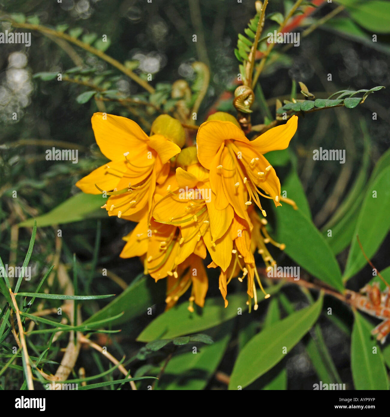 Sophora SP (Laburnum Kowhai, Neuseeland). Stockfoto