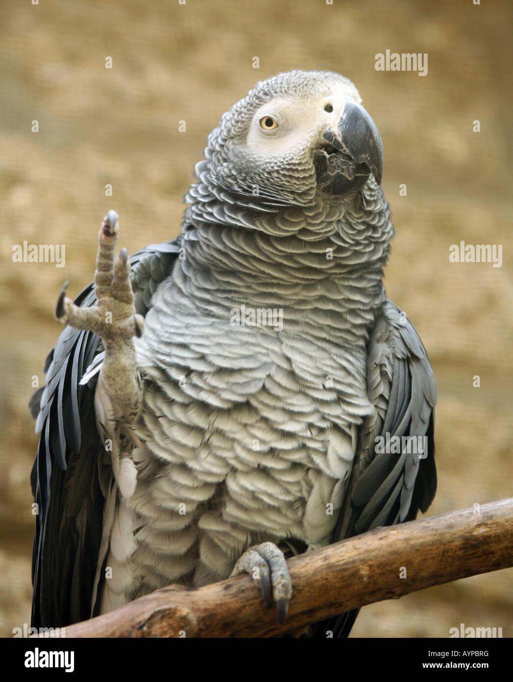 Eine afrikanische Grau-Papagei 'Hallo' zu sagen Stockfoto