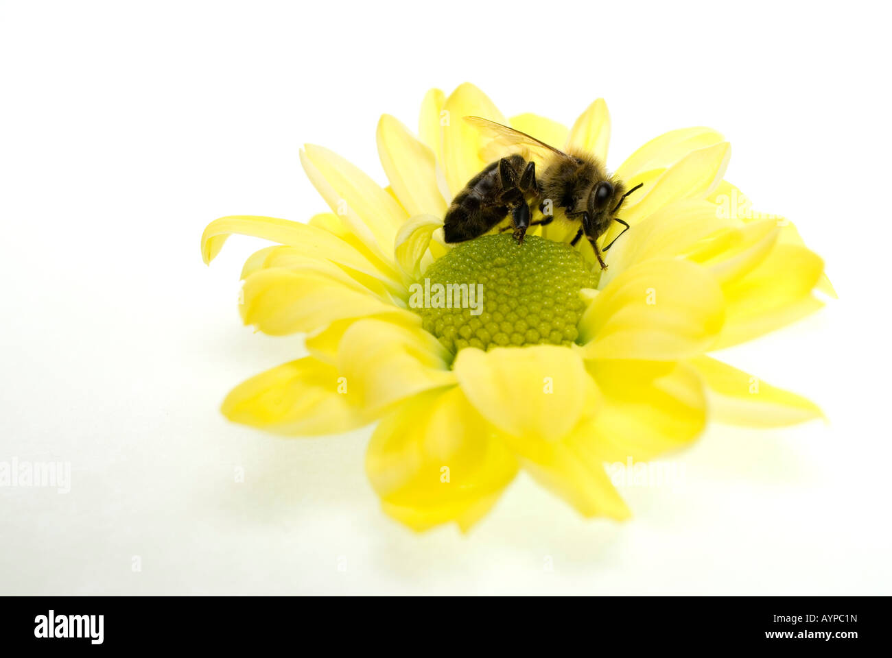 Honigbiene Apis Mellifera auf Blume Biene Stockfoto