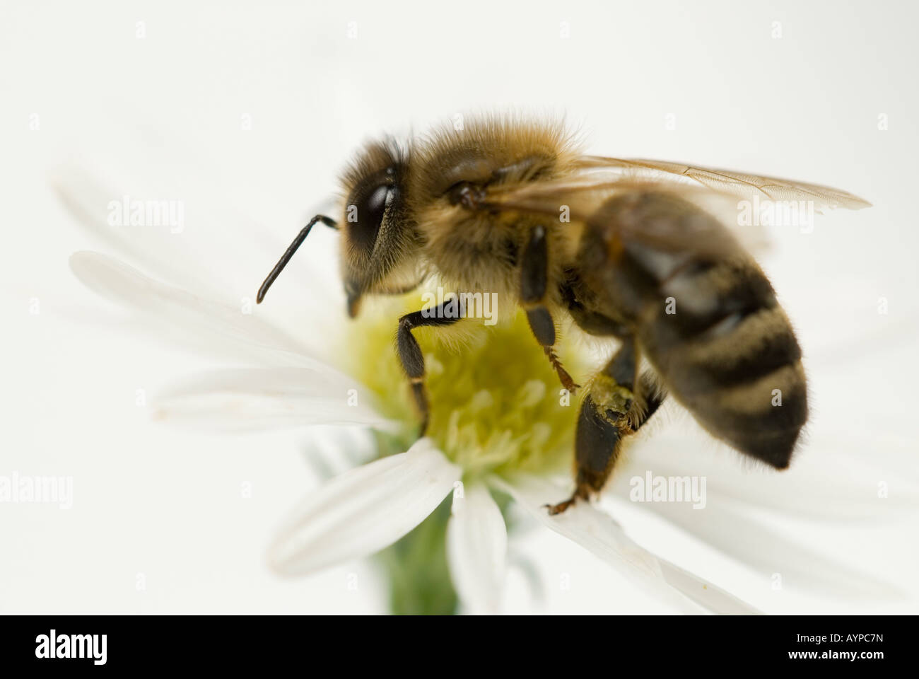 Honigbiene Apis Mellifera Biene Stockfoto