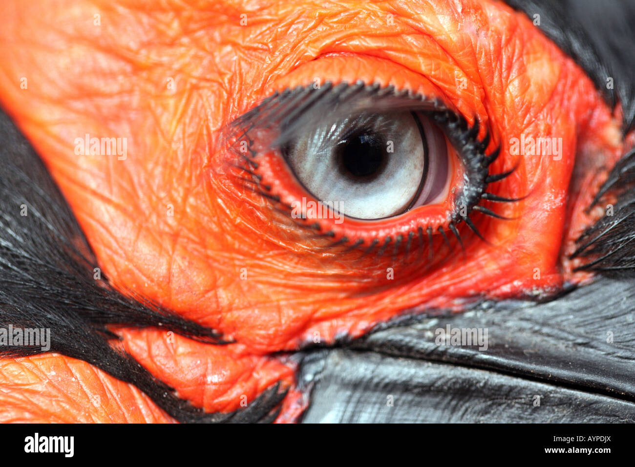 Nahaufnahme des Auges eine südliche Hornrabe (Bucorvus Leadbeateri) Stockfoto