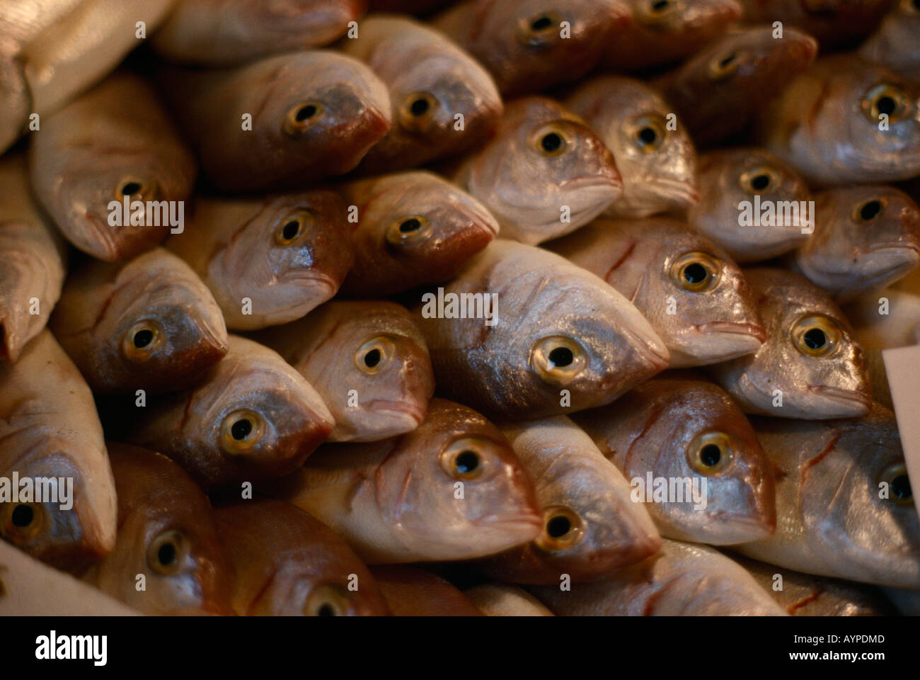 Italien Toskana Pisa Essen Köpfe der Fische zum Verkauf auf Markt Stockfoto, Bild 9804812 Alamy