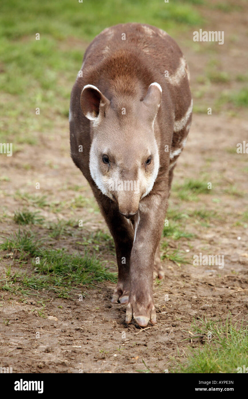 Junge unreife brasilianischen oder Flachland Tapir (Tapirus Terrestris) Stockfoto