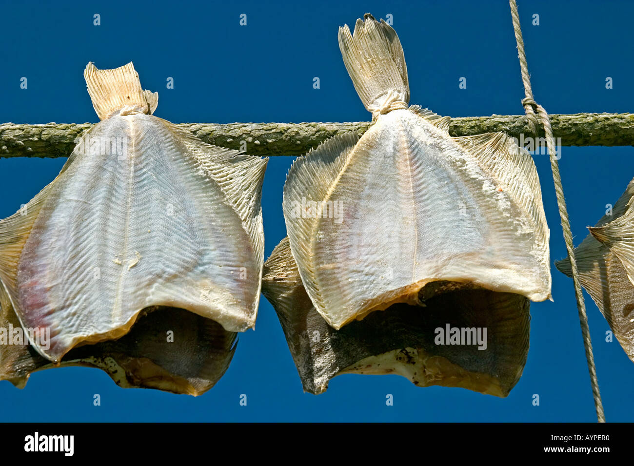 Getrockneter Fisch Scholle oder Stockfisch hängen auf einer Linie an der frischen Seeluft Skagen Dänemark Stockfoto