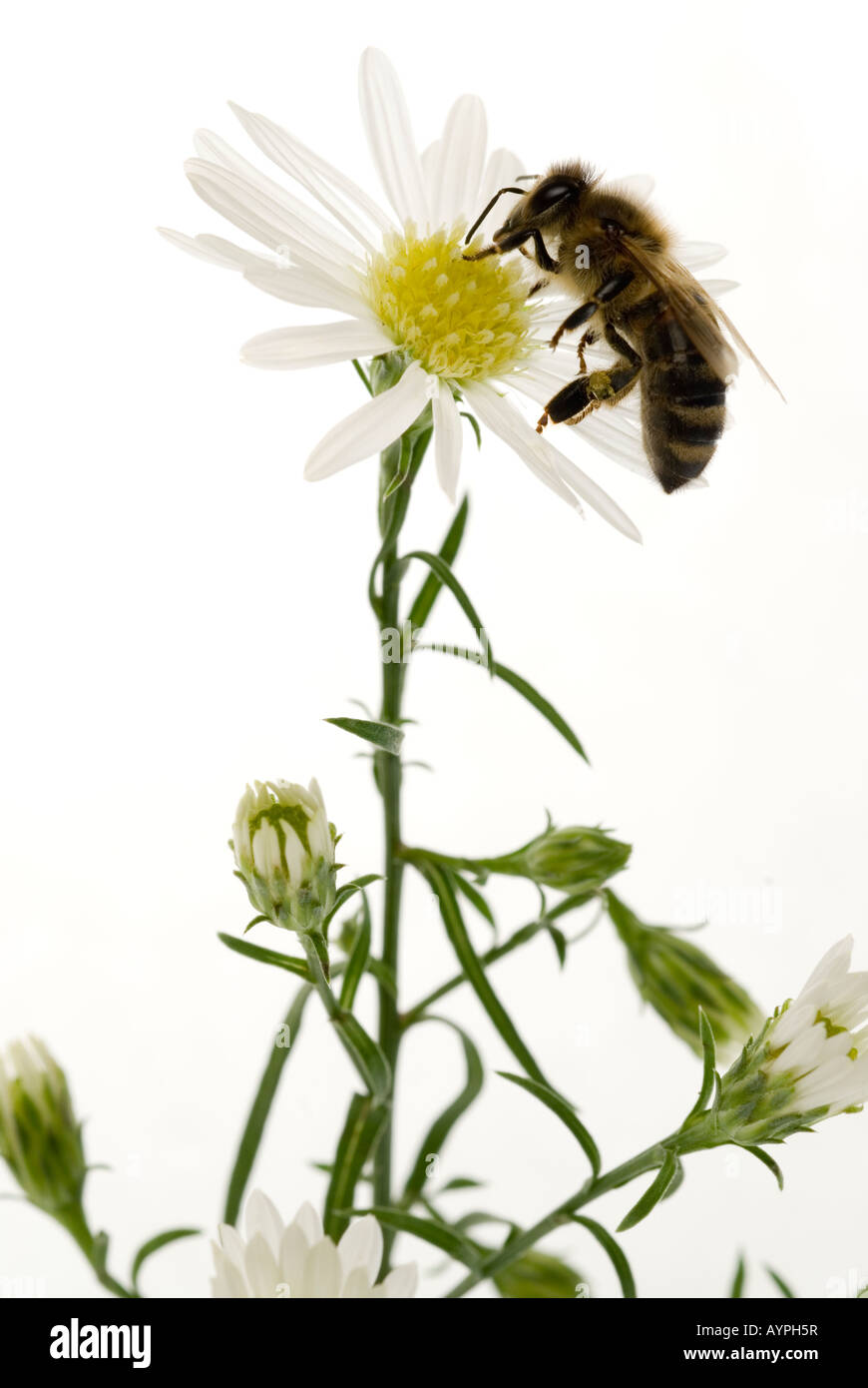 Honigbiene Apis Mellifera auf Blume Stockfoto