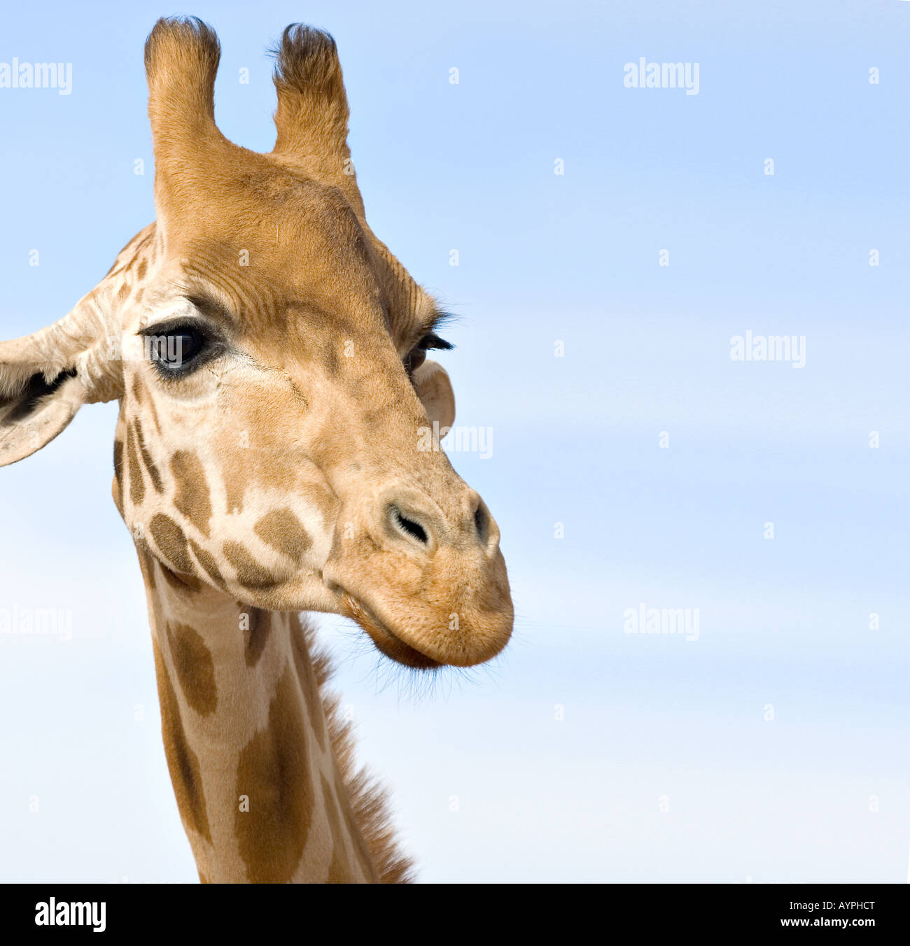 eine Giraffe hautnah und am Auge Ebene viele Textfreiraum Stockfoto