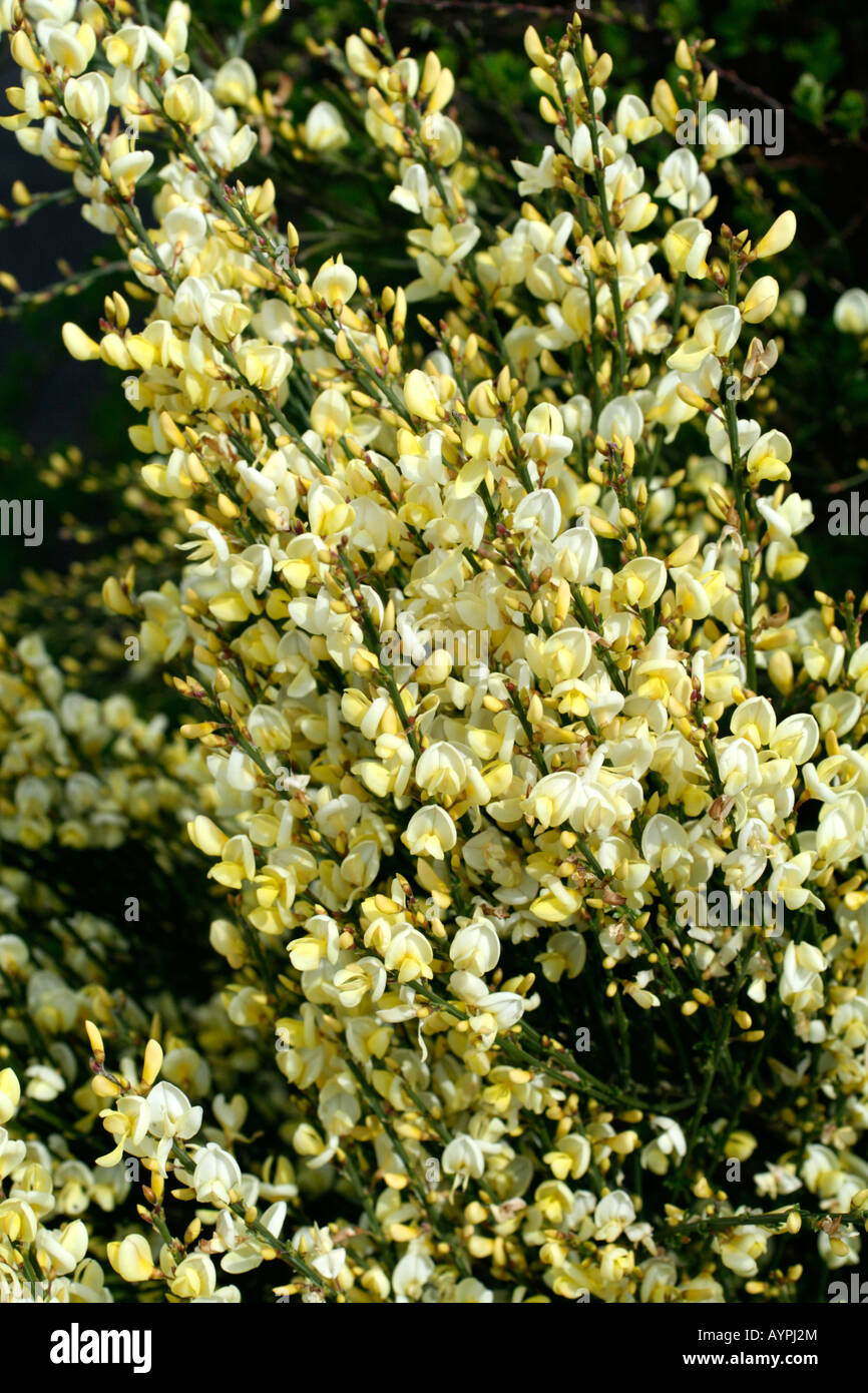 CYTISUS X PRAECOX Stockfoto