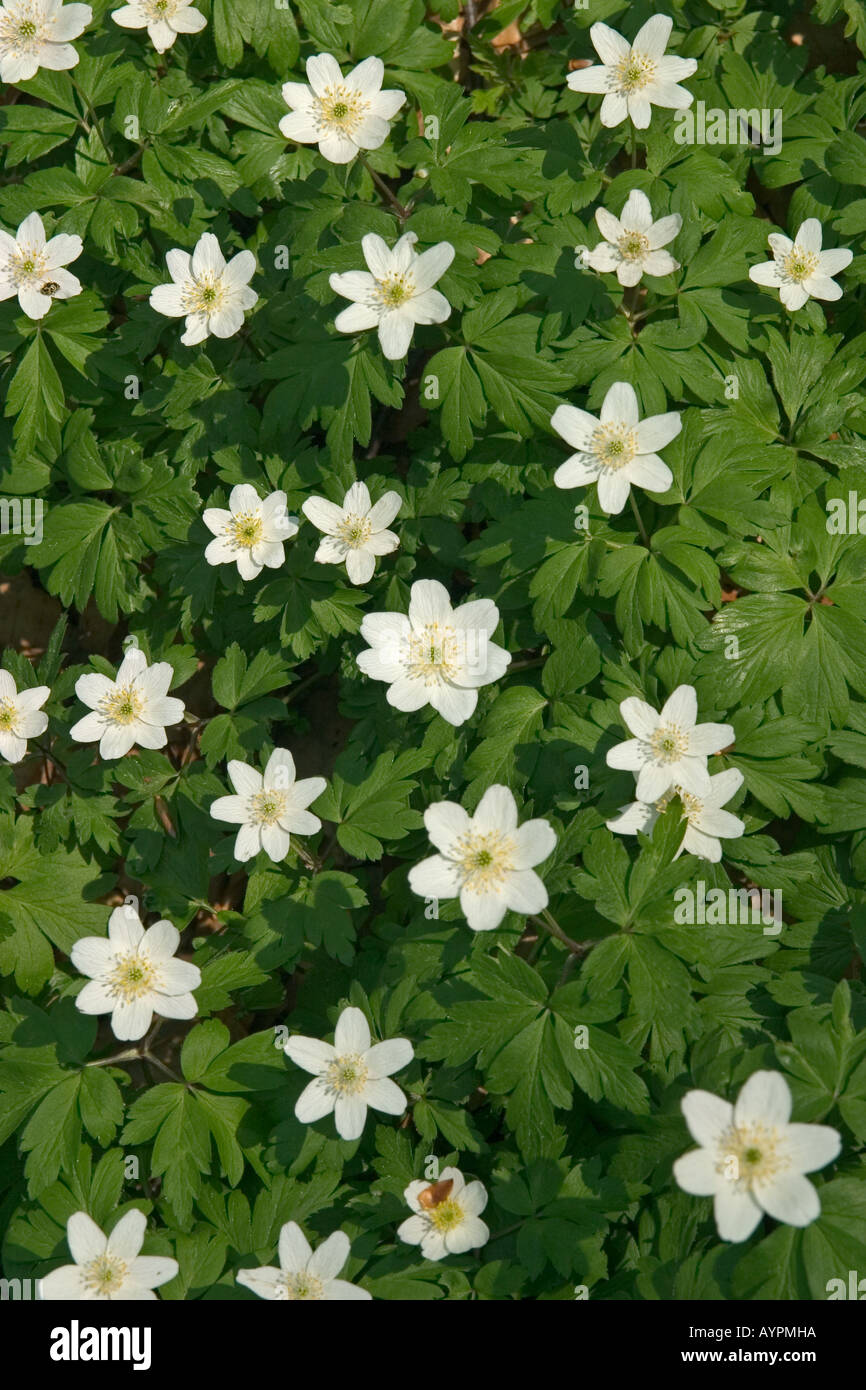 HolzAnemonen Anemone nemorosa Stockfotografie Alamy