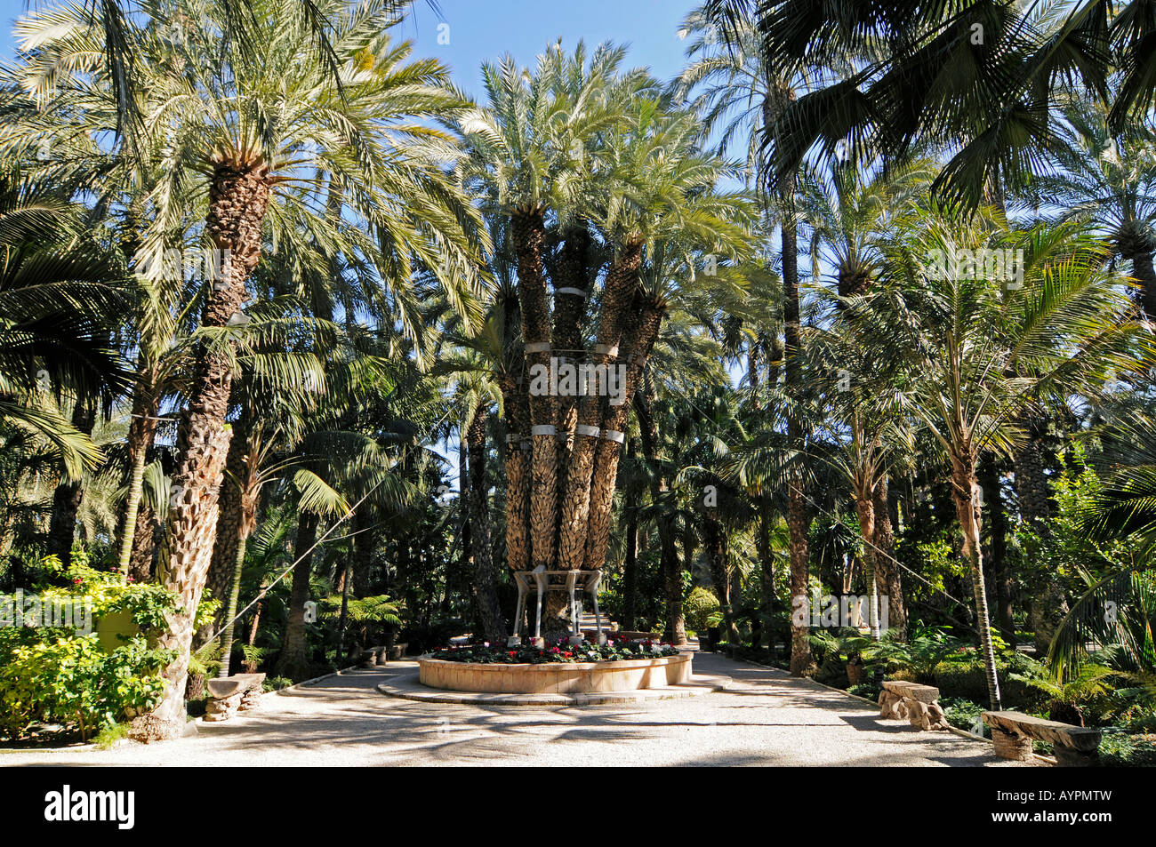 Palmera Imperial (Imperial Palm), Huerto del Cura Gärten, Palmeral von Elche, Elx, Alicante, Costa Blanca, Spanien Stockfoto