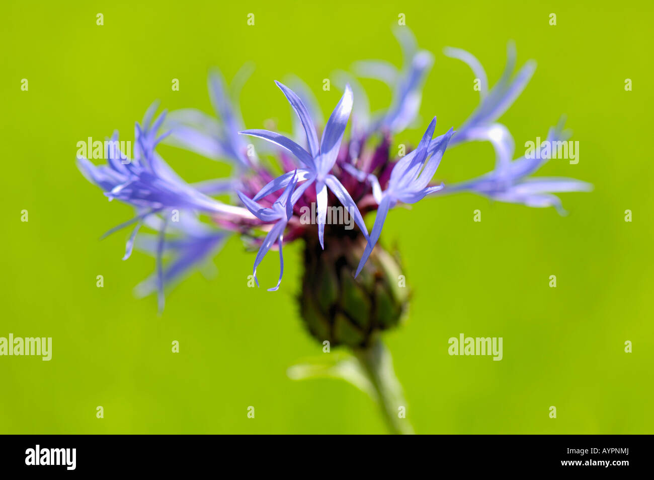 Ausdauernde Kornblume oder Berg Bluet (Centaurea Montana) Stockfoto