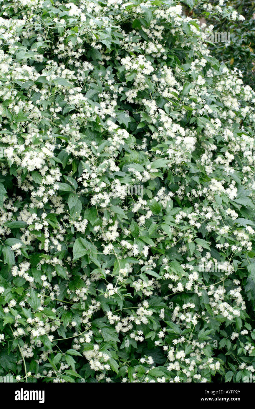 CLEMATIS APIIFOLIA Stockfoto