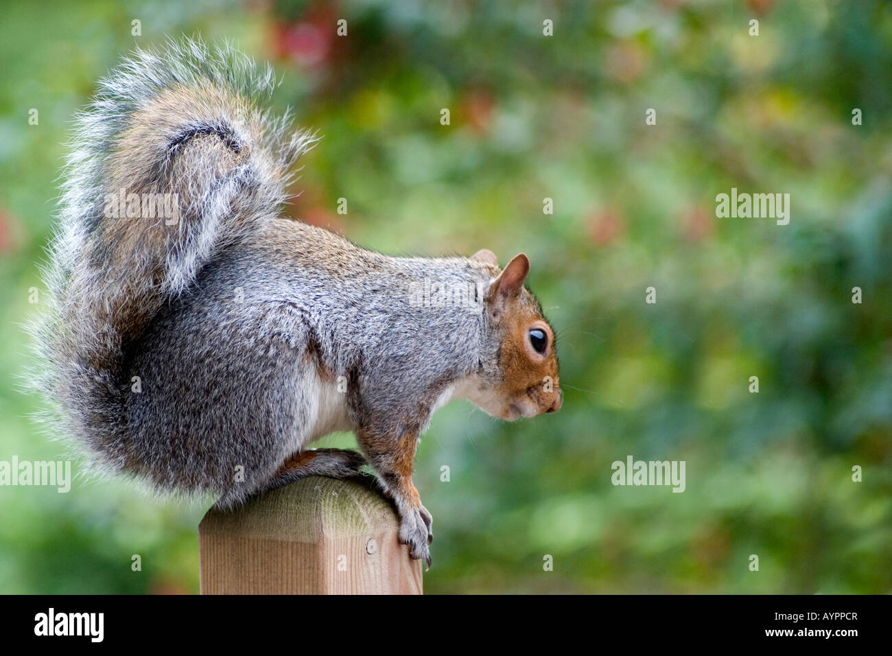 Eichhörnchen Sie auf einer Gartenmauer Stockfoto