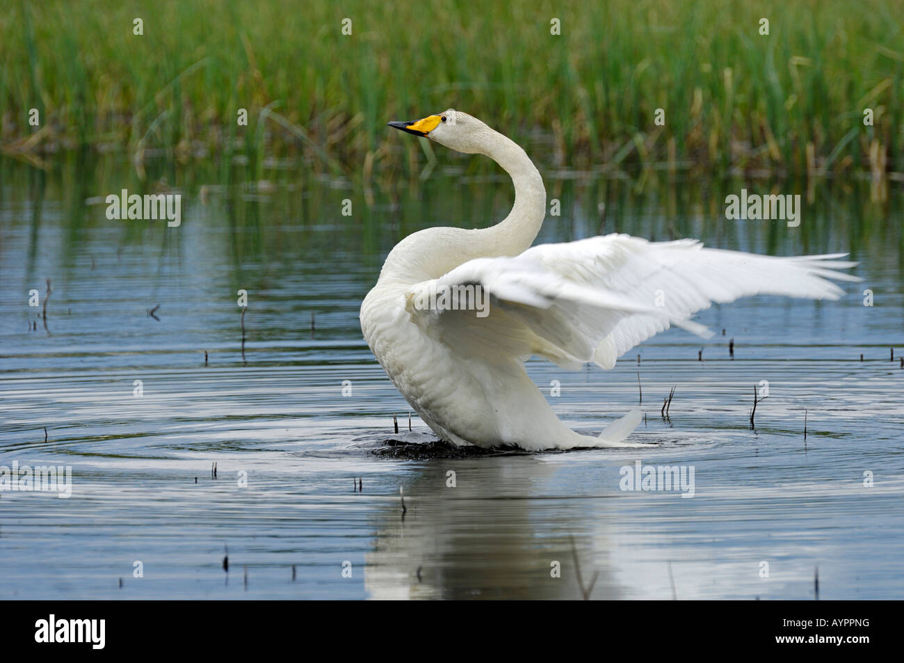 Singschwan (Cygnus Cygnus) flattern seine Flügel, Dalarna, Schweden, Scandinavia Stockfoto