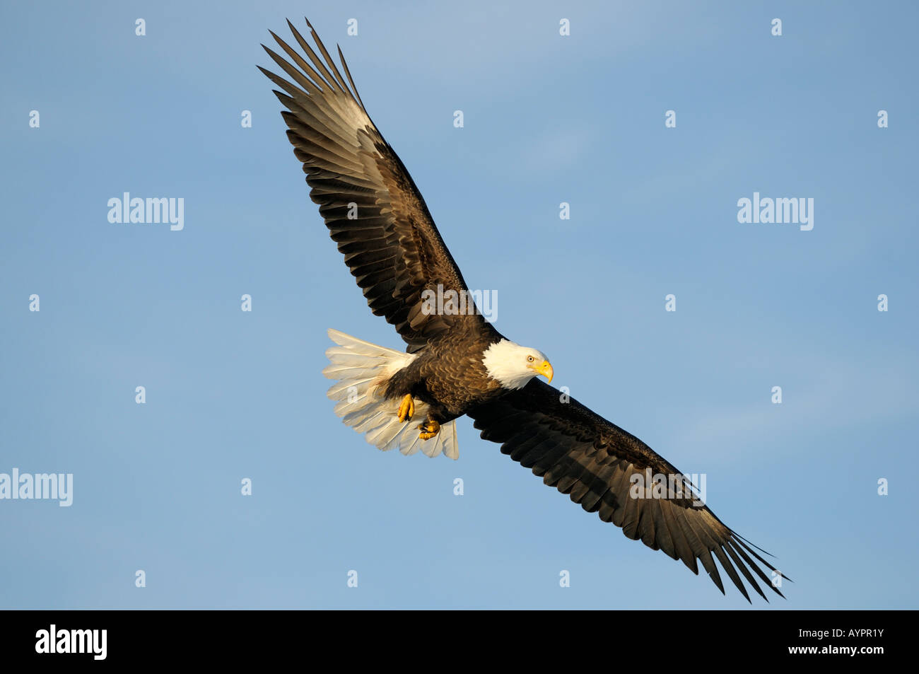 Weißkopf-Seeadler (Haliaeetus Leucocephalus) während des Fluges, Halbinsel Kenai, Alaska, USA Stockfoto