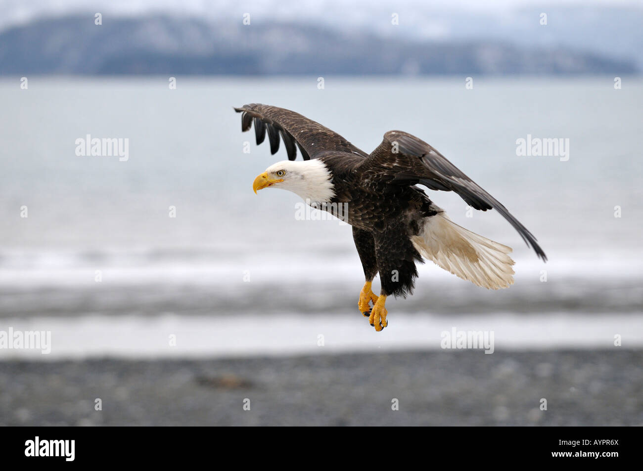 Weißkopf-Seeadler (Haliaeetus Leucocephalus) Landung, Halbinsel Kenai, Alaska, USA Stockfoto