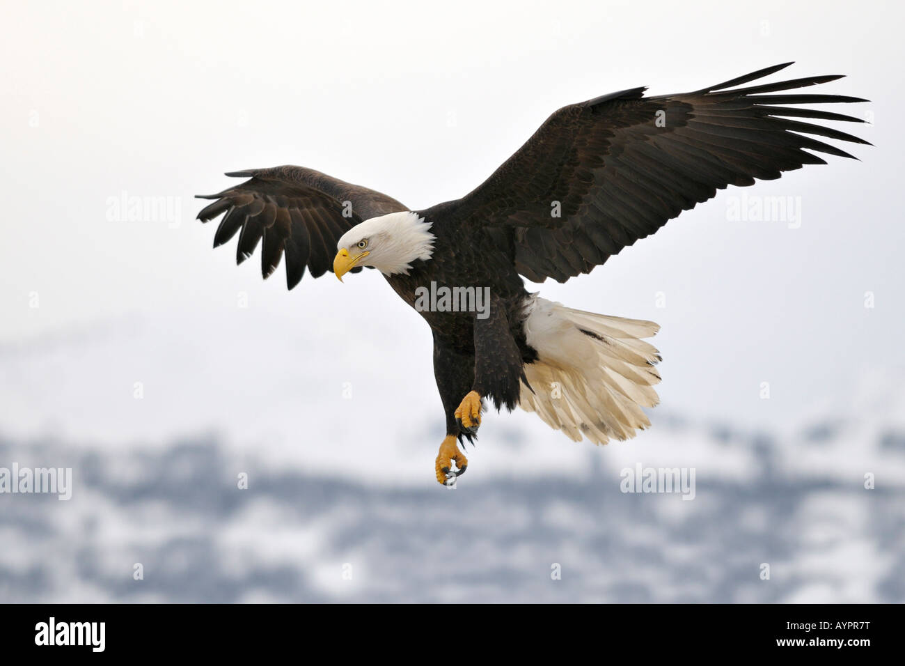 Weißkopf-Seeadler (Haliaeetus Leucocephalus) Landung, Halbinsel Kenai, Alaska, USA Stockfoto