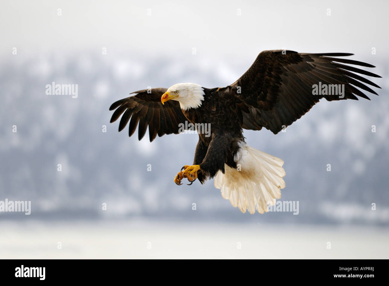 Weißkopf-Seeadler (Haliaeetus Leucocephalus) Landung, Halbinsel Kenai, Alaska, USA Stockfoto