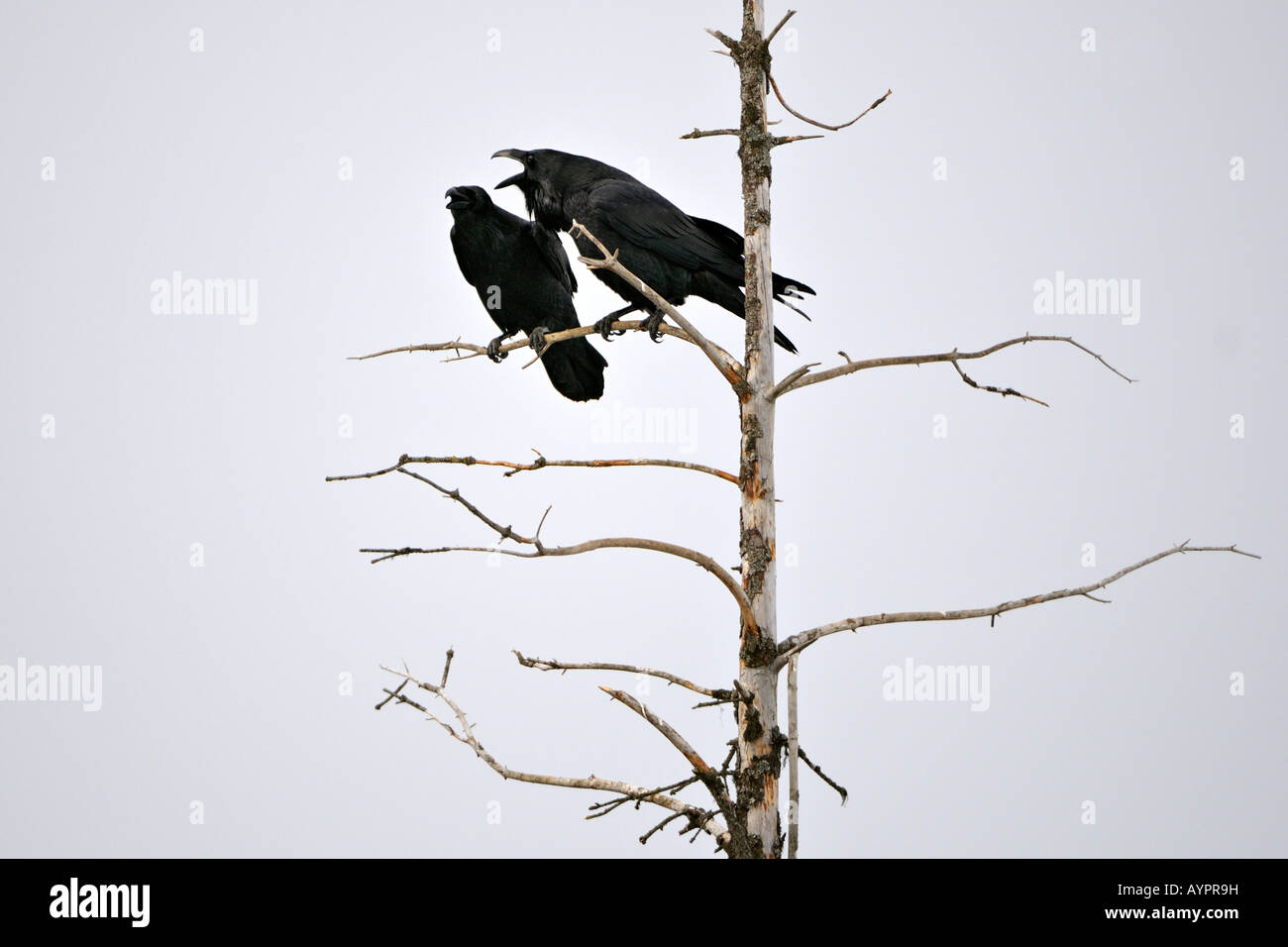 Gemeinsam- oder nördlichen Kolkrabe (Corvus Corax), Zucht paar, Balz, Halbinsel Kenai, Alaska, USA Stockfoto