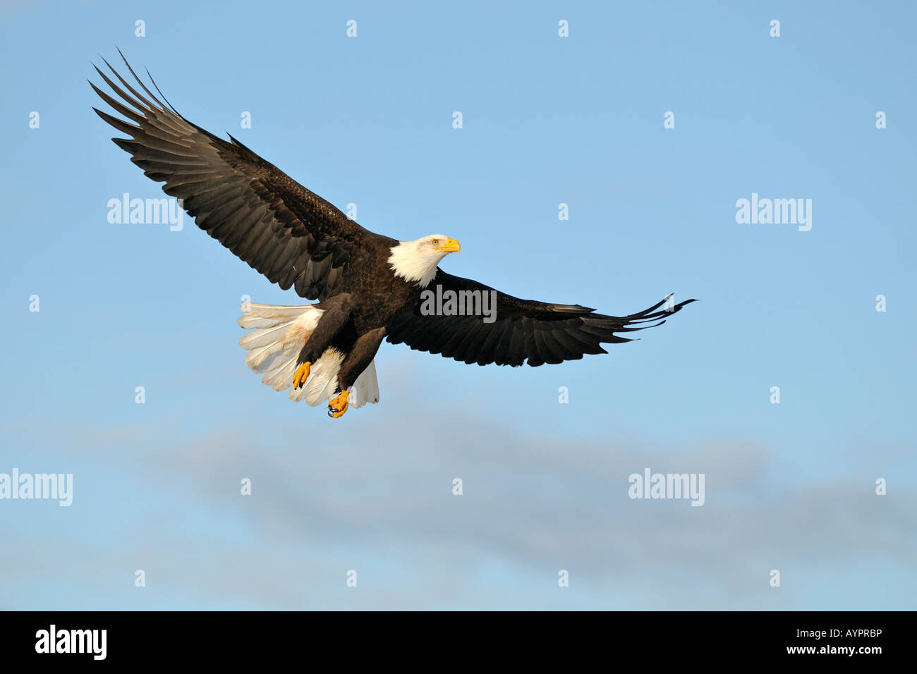 Weißkopf-Seeadler (Haliaeetus Leucocephalus) während des Fluges, Halbinsel Kenai, Alaska, USA Stockfoto