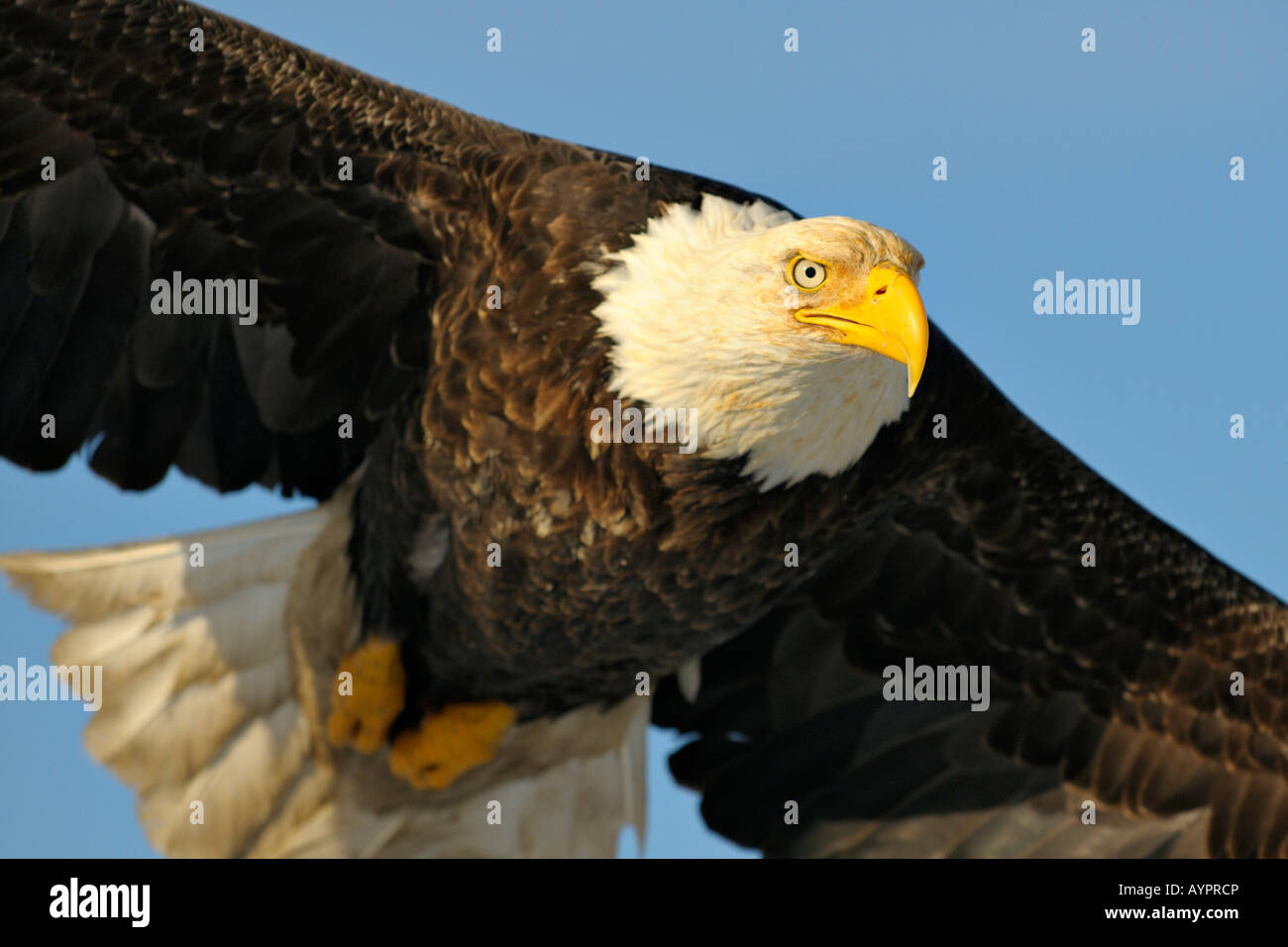 Weißkopf-Seeadler (Haliaeetus Leucocephalus) während des Fluges, Halbinsel Kenai, Alaska, USA Stockfoto