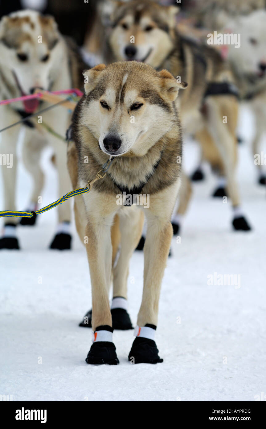 Alaskan Huskies, Schlittenhunde zu Beginn des Rennens Iditarod Sleddog, längste Hundeschlittenrennen der Welt zwischen Anchorage und N Stockfoto