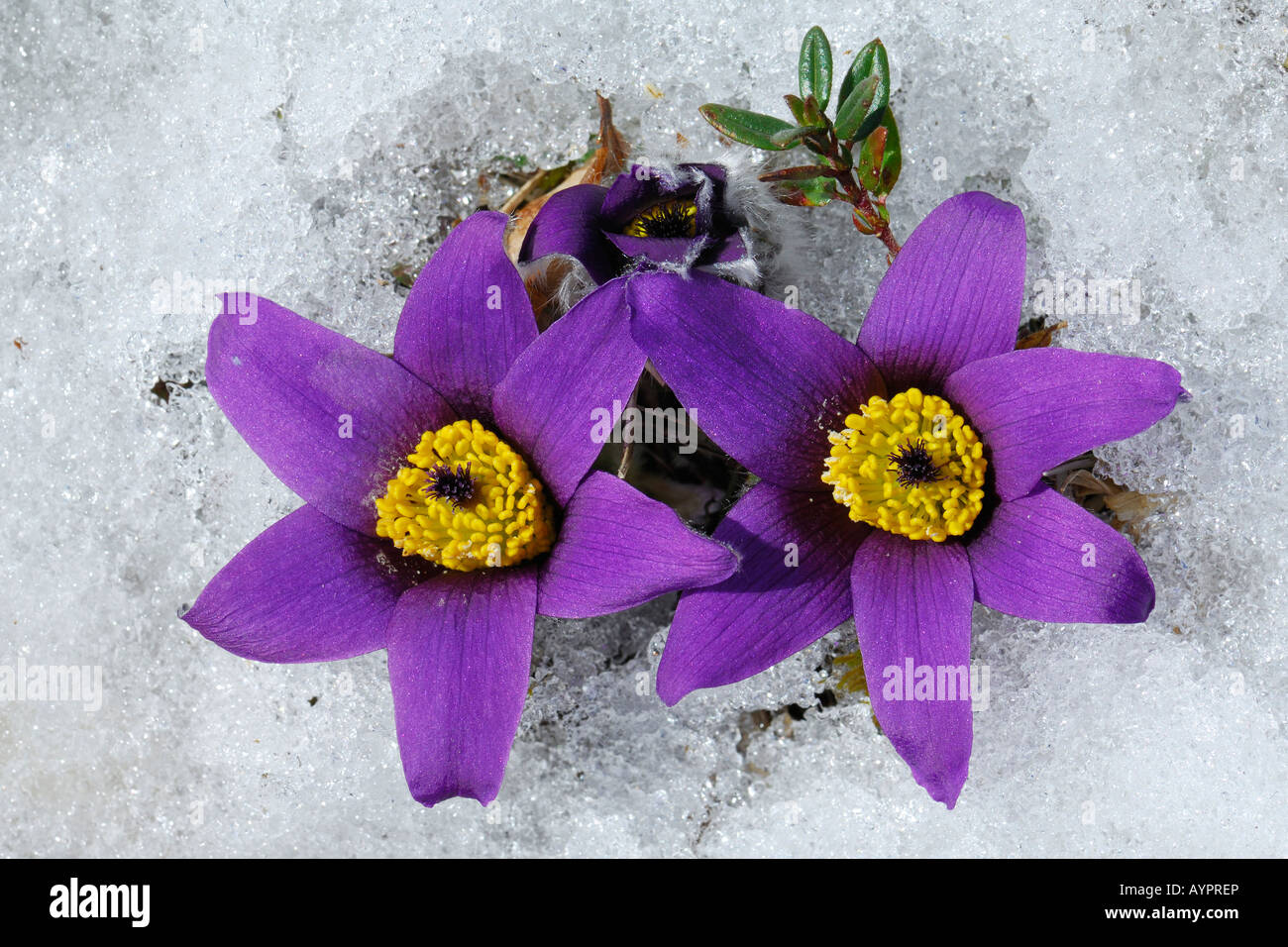 Anemone (Pulsatilla Vulgaris), frühe Blüte kurz nach der Schneeschmelze, sch.ools.it Alb, Baden-Württemberg, Deutschland Stockfoto