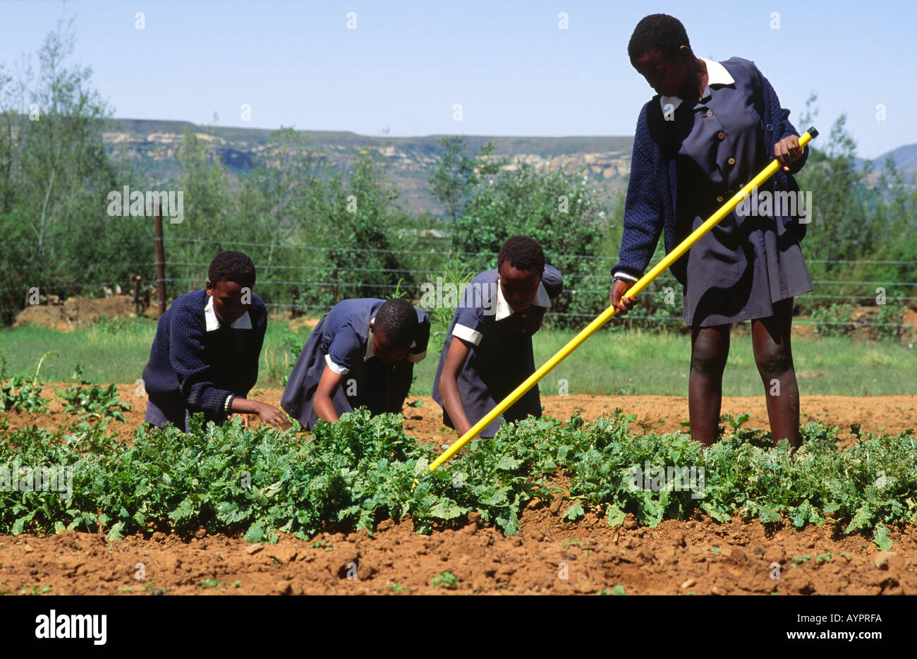 Schulmädchen, die in einem ländlichen Schulküche arbeiten und Gemüse anbauen, um Schulmahlzeiten zu ergänzen. Lesotho Stockfoto