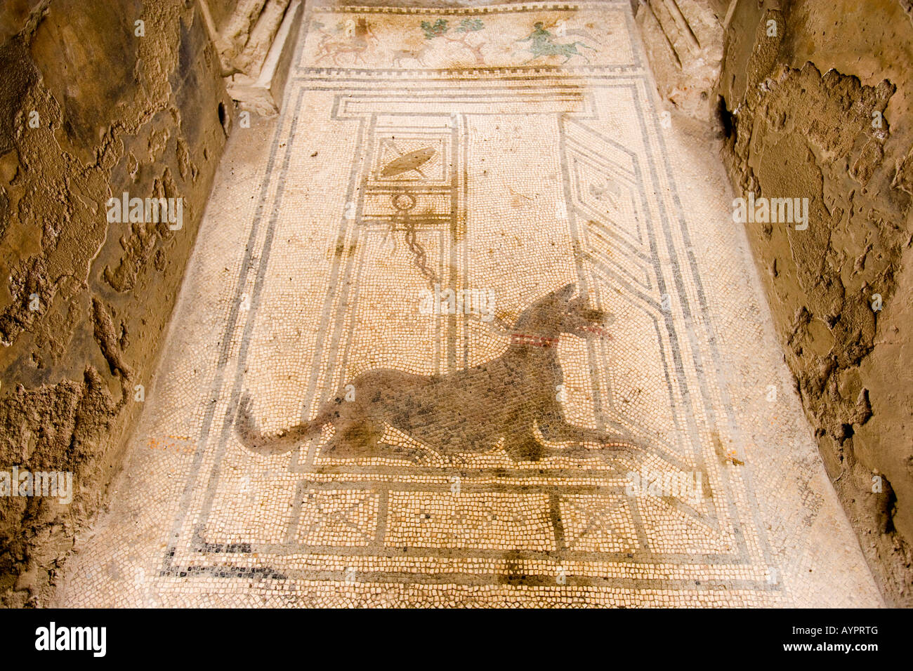 Mosaik der Hund an einer Kette, Haus des Paquius Prokulus, Pompeji, Italien Stockfoto