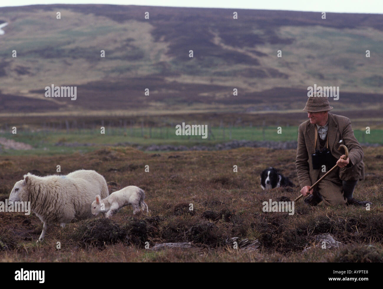 Ein traditioneller Hirte mit seinem Schafhund A Ewe und ihrem Lamm. Scottish Borders, Schottland während der Lambing-Saison 1980er Jahre UK HOMER SYKES Stockfoto