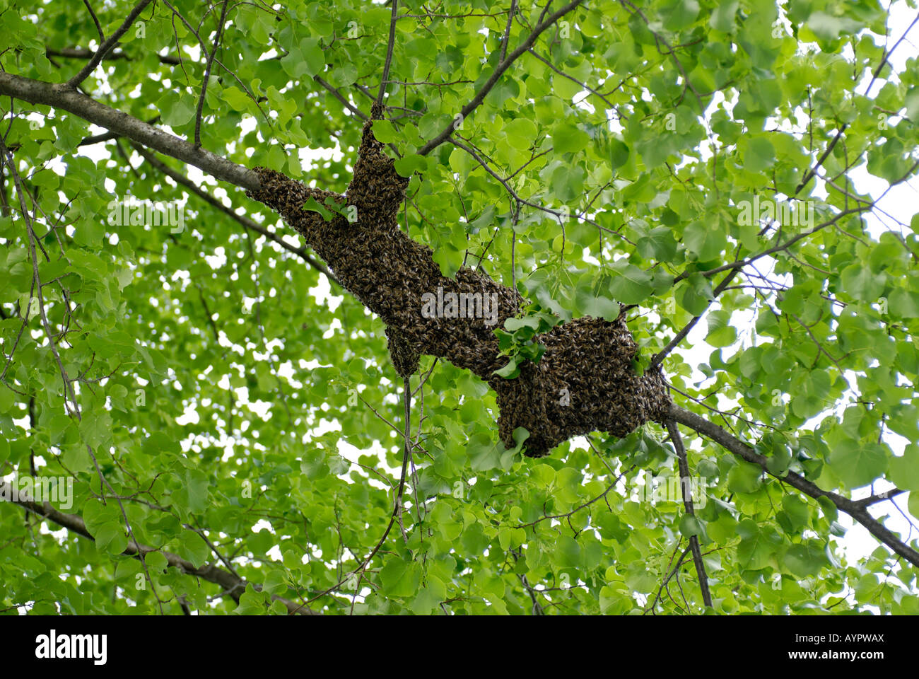 Schwarm von Honigbienen (Apis) in einem Lindenbaum (Linden) Stockfoto