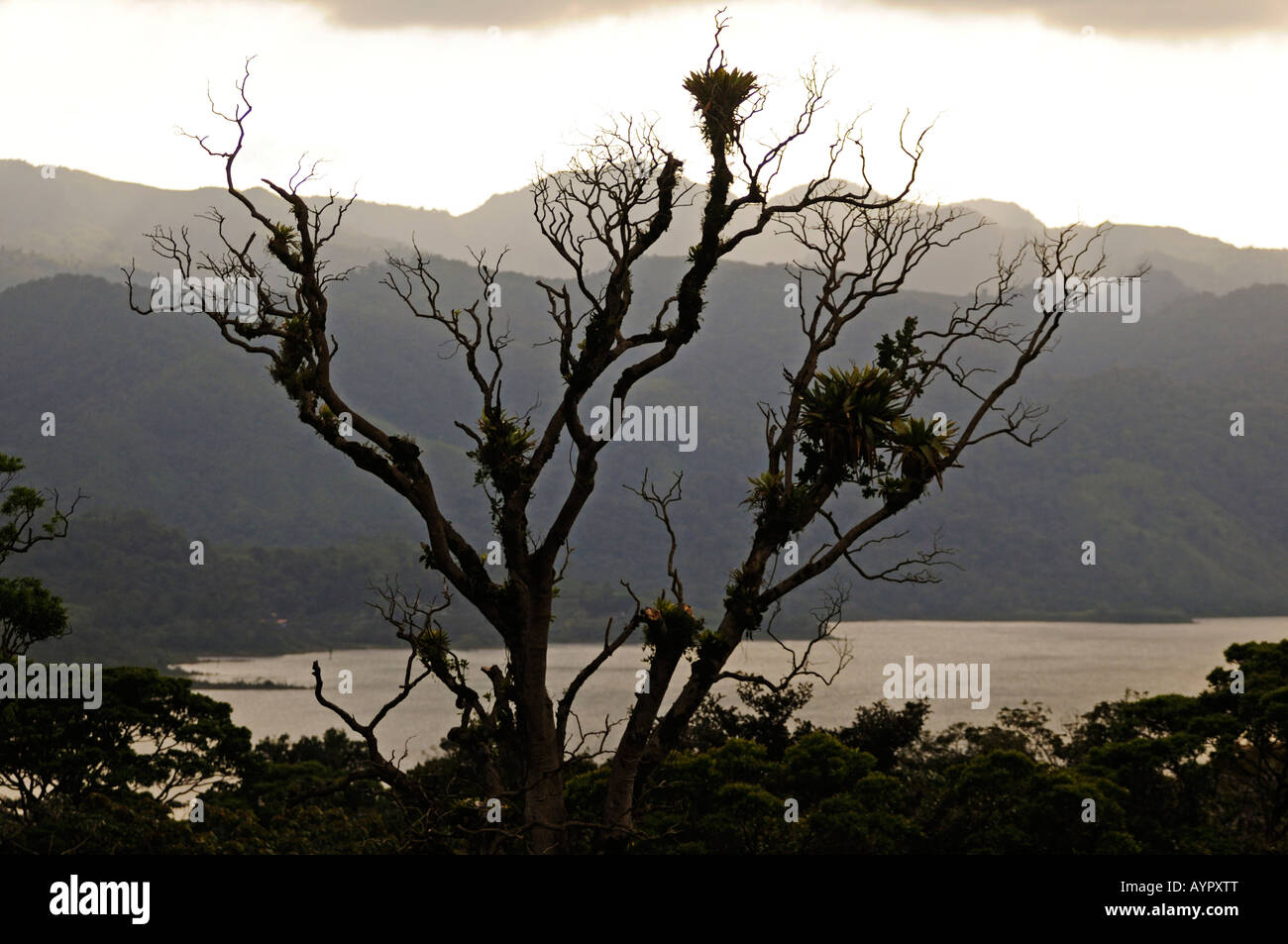 Urwald am See Arenal, Costa Rica, Mittelamerika Stockfoto