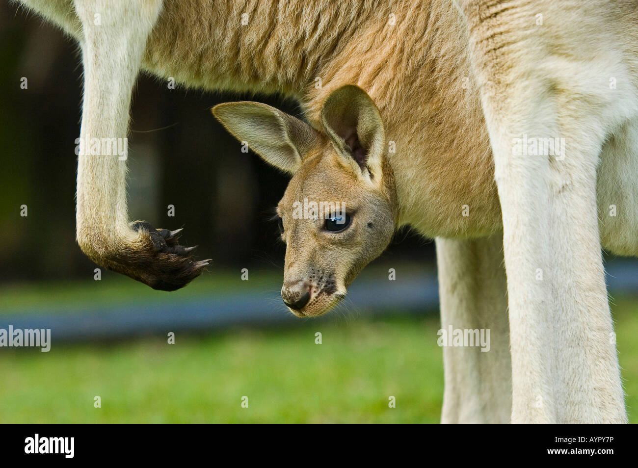 Joey In Bag Stockfotos Und Bilder Kaufen Alamy