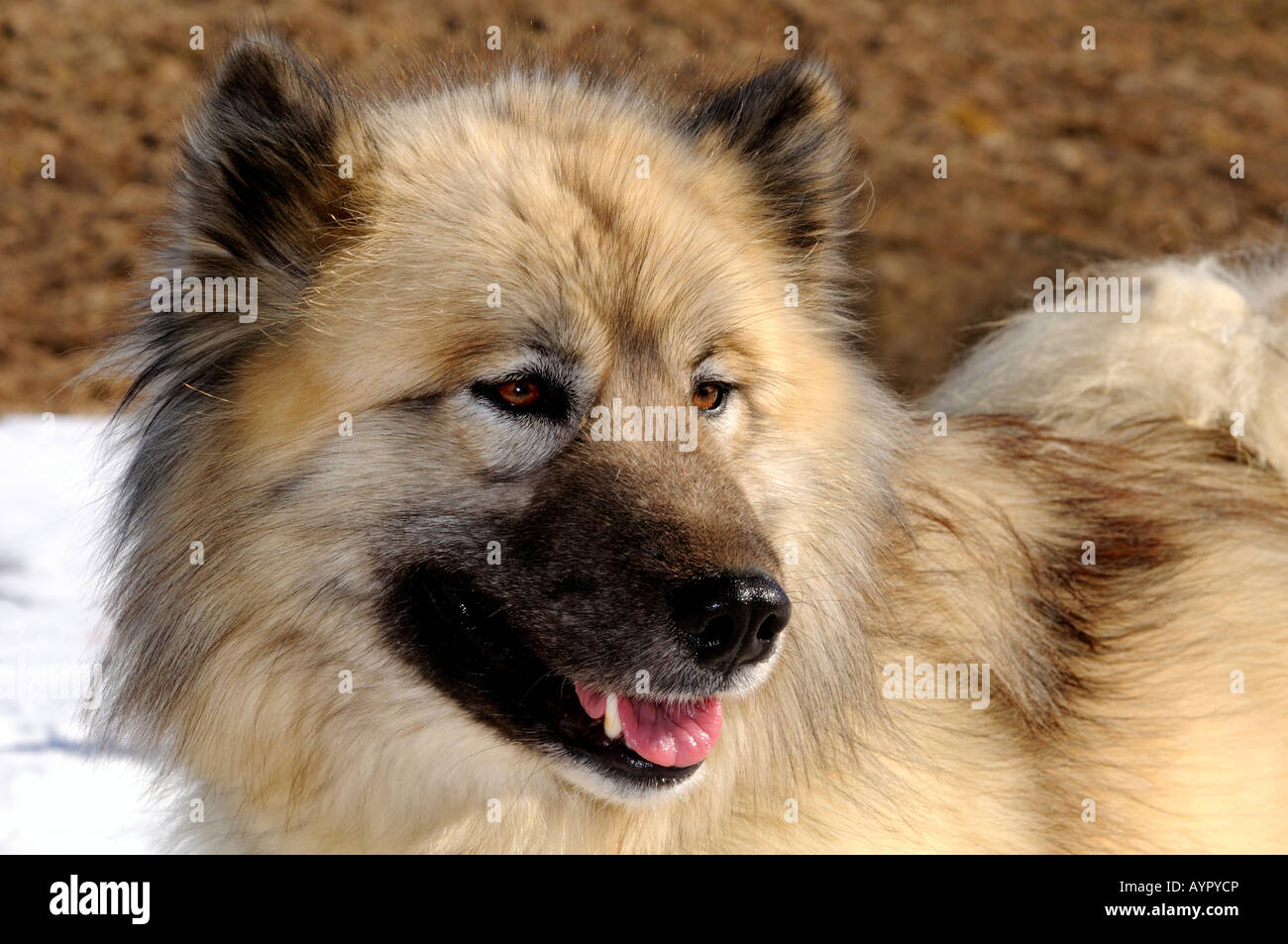 Alaskan Malamute, Schlittenhunde Stockfoto