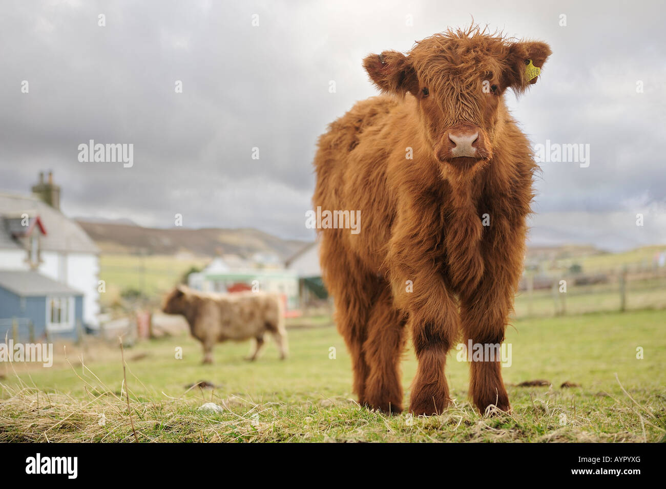 Highland Kuh Kalb Stockfoto