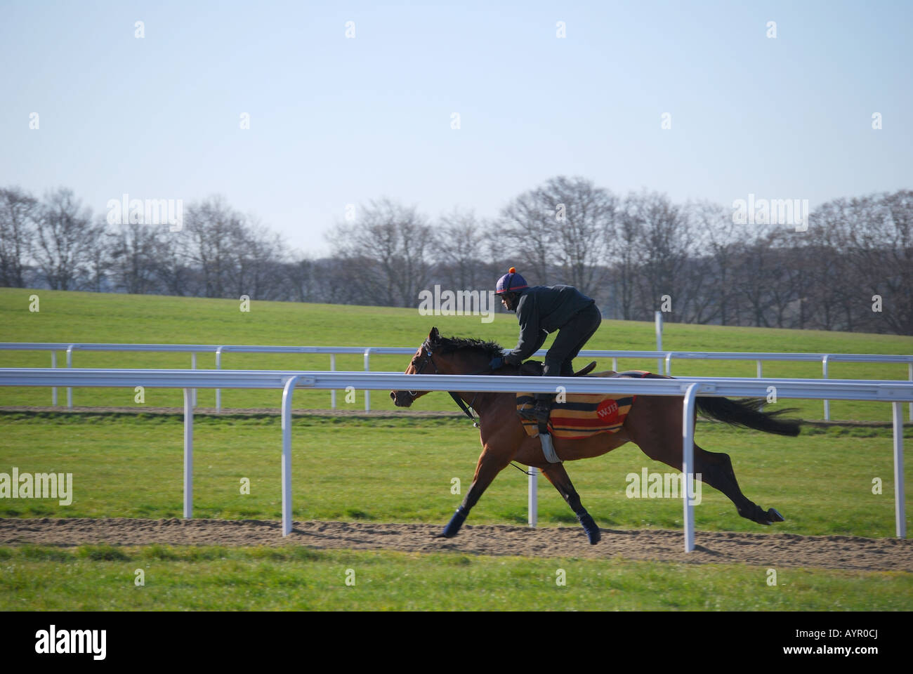 Am frühen Morgen Pferdentraining laufen, Newmarket, Suffolk, England, Vereinigtes Königreich Stockfoto