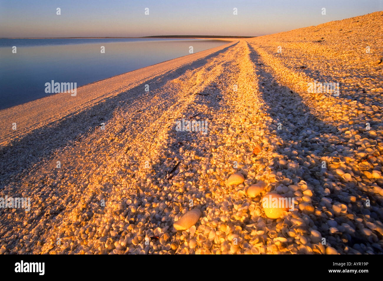 Muscheln am Shell Beach, Western Australia, Australien Stockfoto