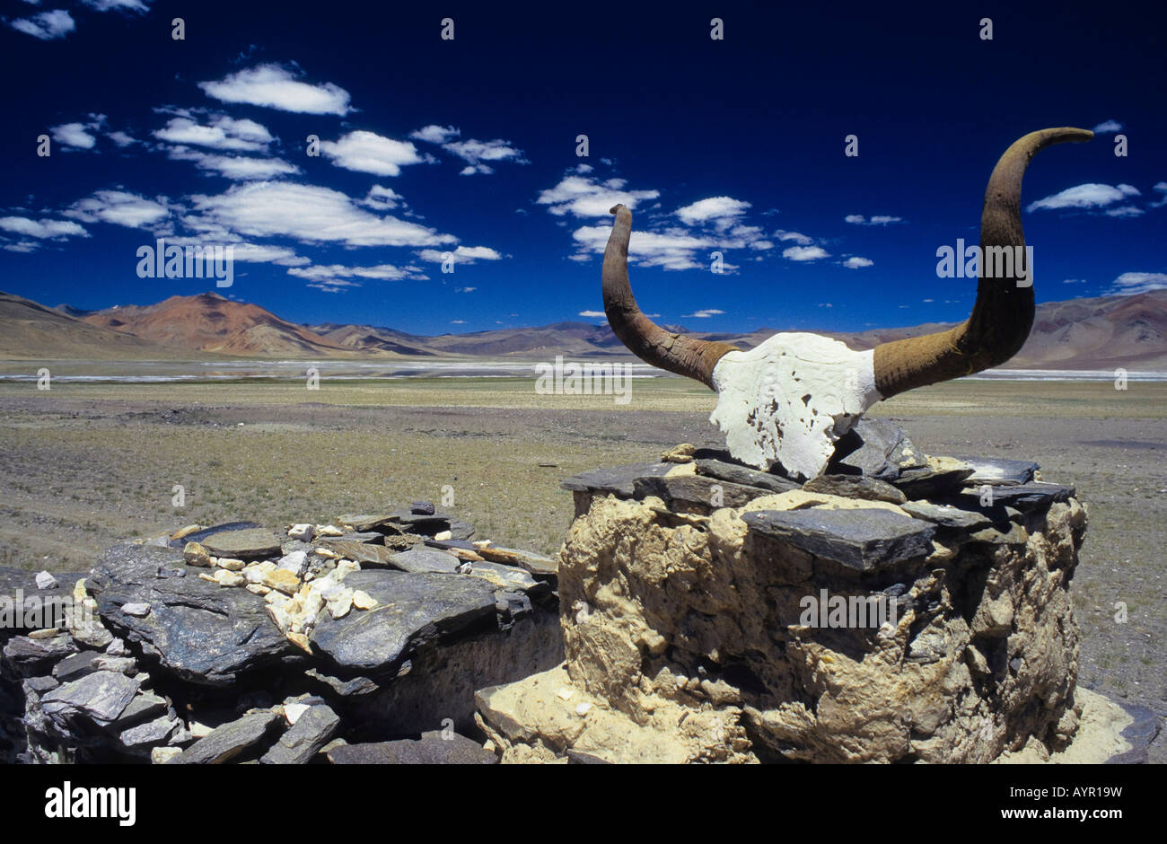 Mani Inschriften auf einem Yak-Schädel, Himalaya, Ladakh, Indien Stockfoto