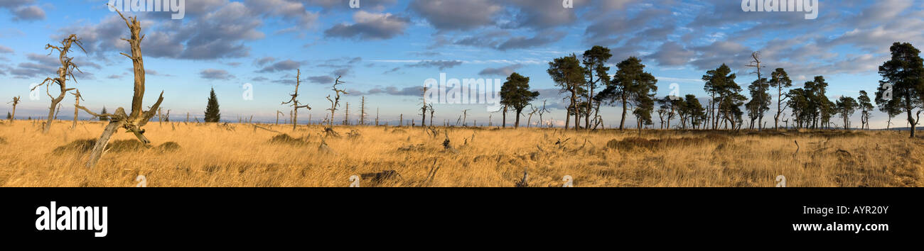 Panoramic erschossen, hohe Venn (Hautes Fagnes, Hohes Venn) Moorland Region, Belgien/Deutschland Stockfoto