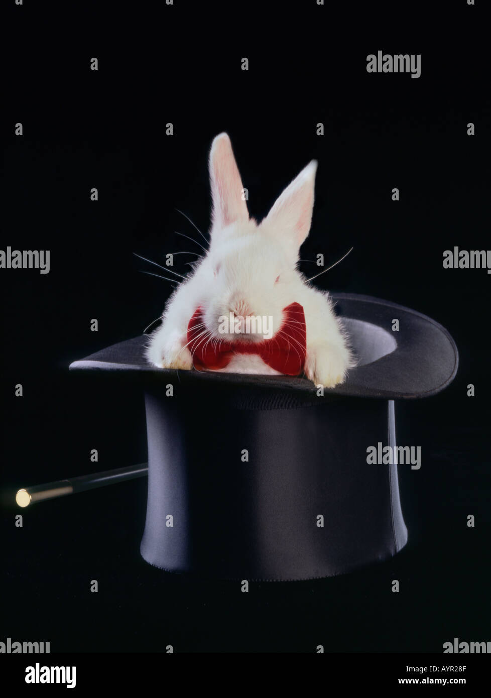 Weißes Kaninchen mit roten Fliege aus schwarzen Zauberer Hut Stockfoto
