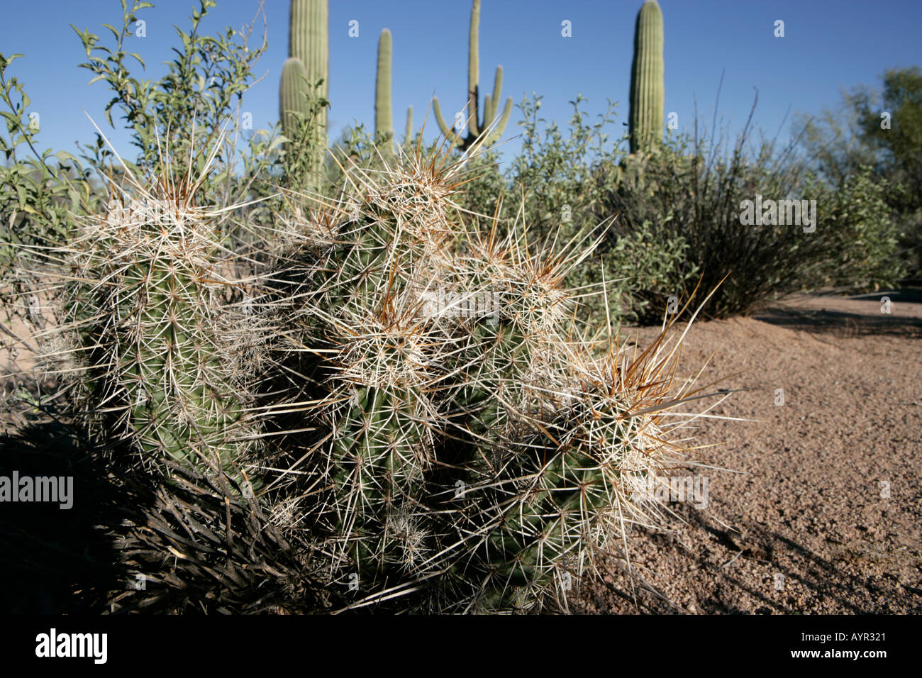 Ein Golden oder Erdbeere Igel-Kaktus in Süd-Arizona Stockfoto