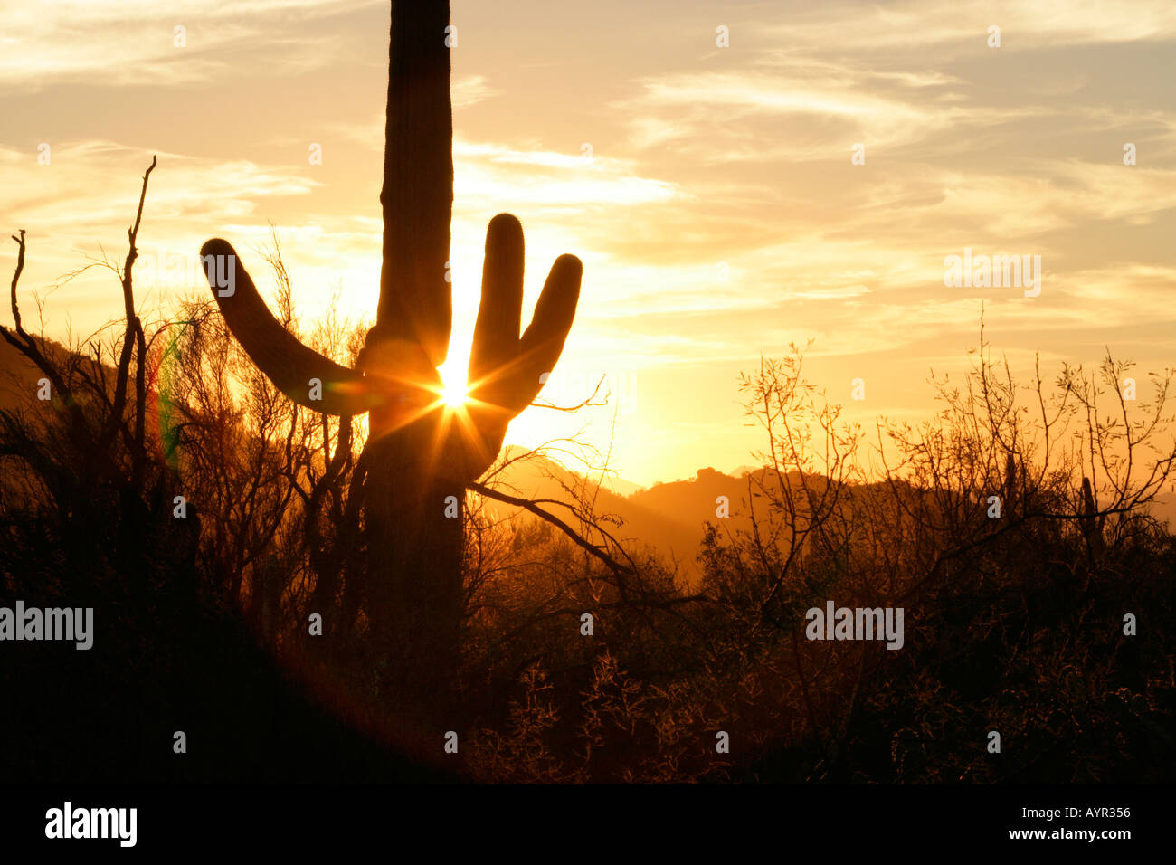 Ein Saguaro-Kaktus im südlichen Arizona s Sonoran Wüste Hintergrundbeleuchtung von der untergehenden Sonne Stockfoto