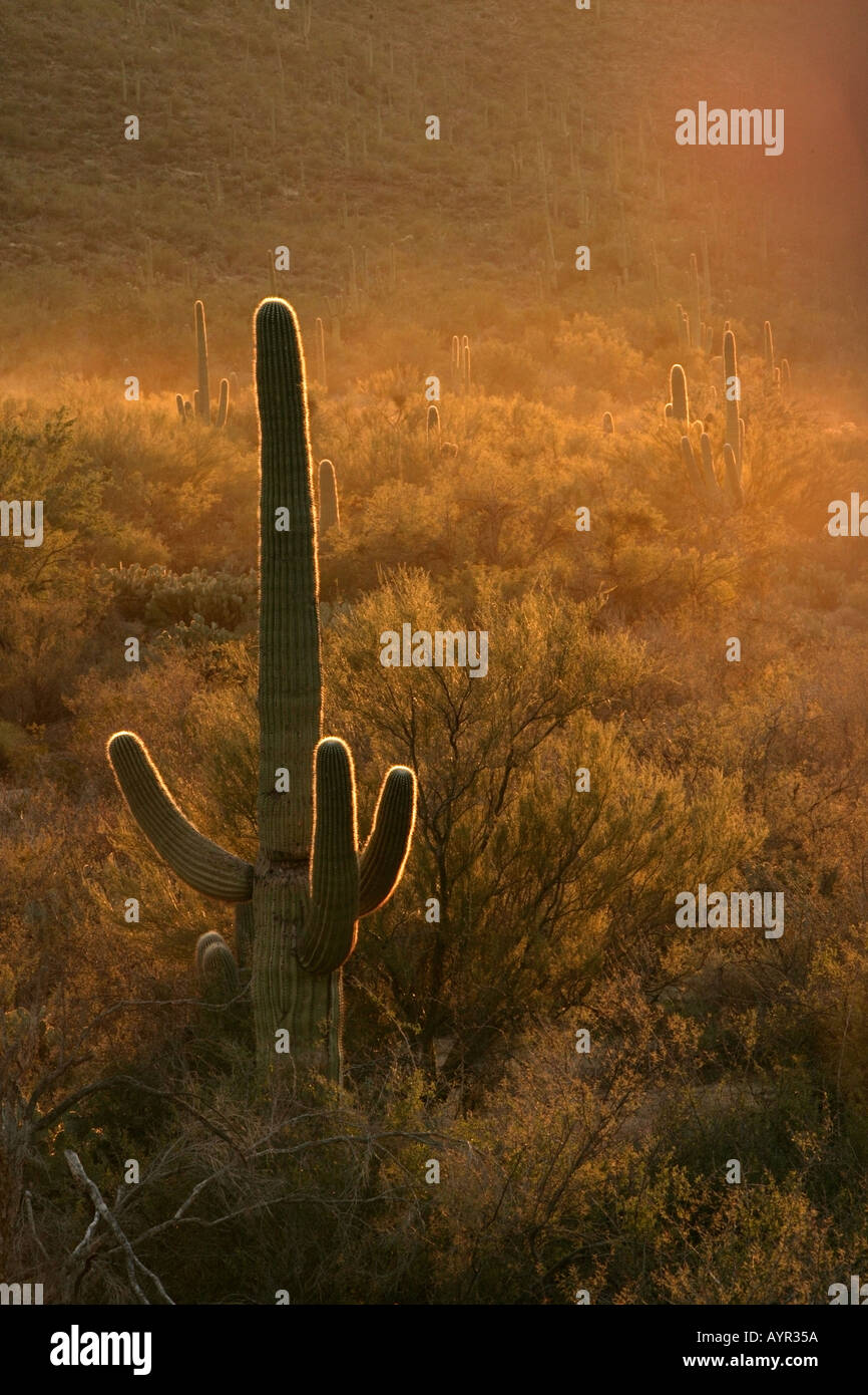 Saguaro-Kaktus im südlichen Arizona s Sonoran Wüste hinterleuchtet werden die untergehende Sonne Stockfoto