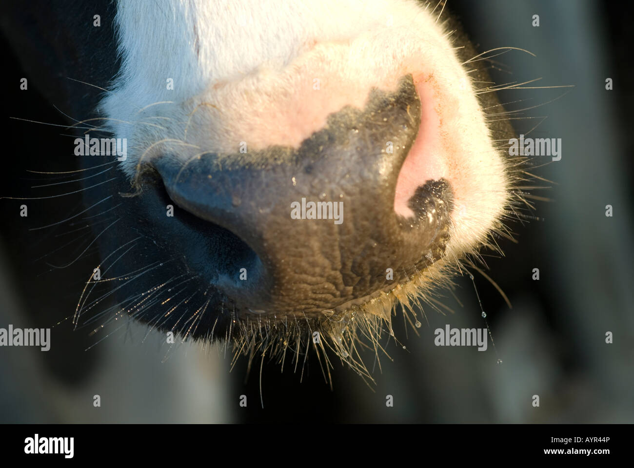 Nahaufnahme von Maulkorb Kühe auf einem Bauernhof im Vereinigten Königreich Stockfoto