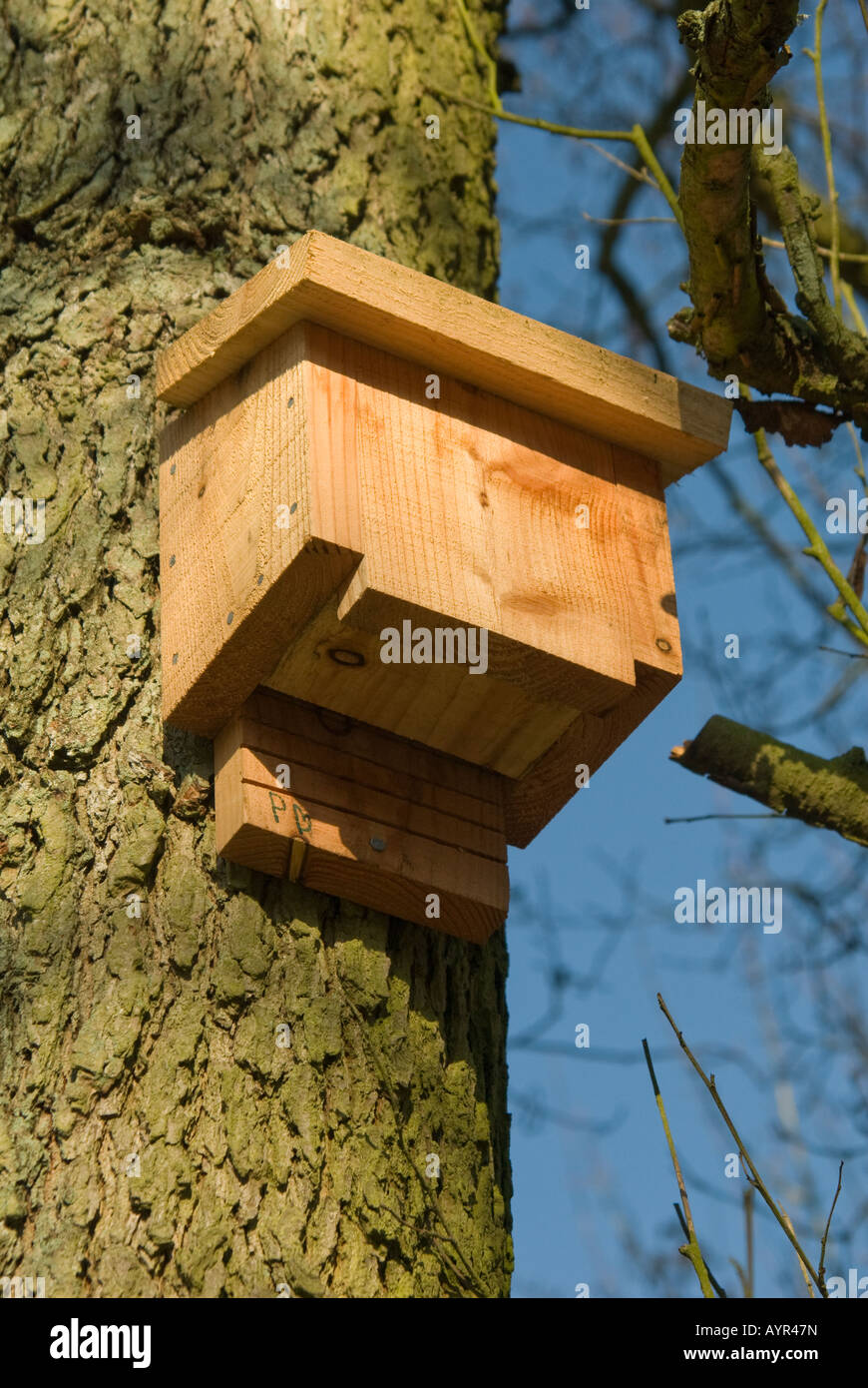 Fledermauskasten fest an einen Baum in der Natur in derbyshire Stockfoto
