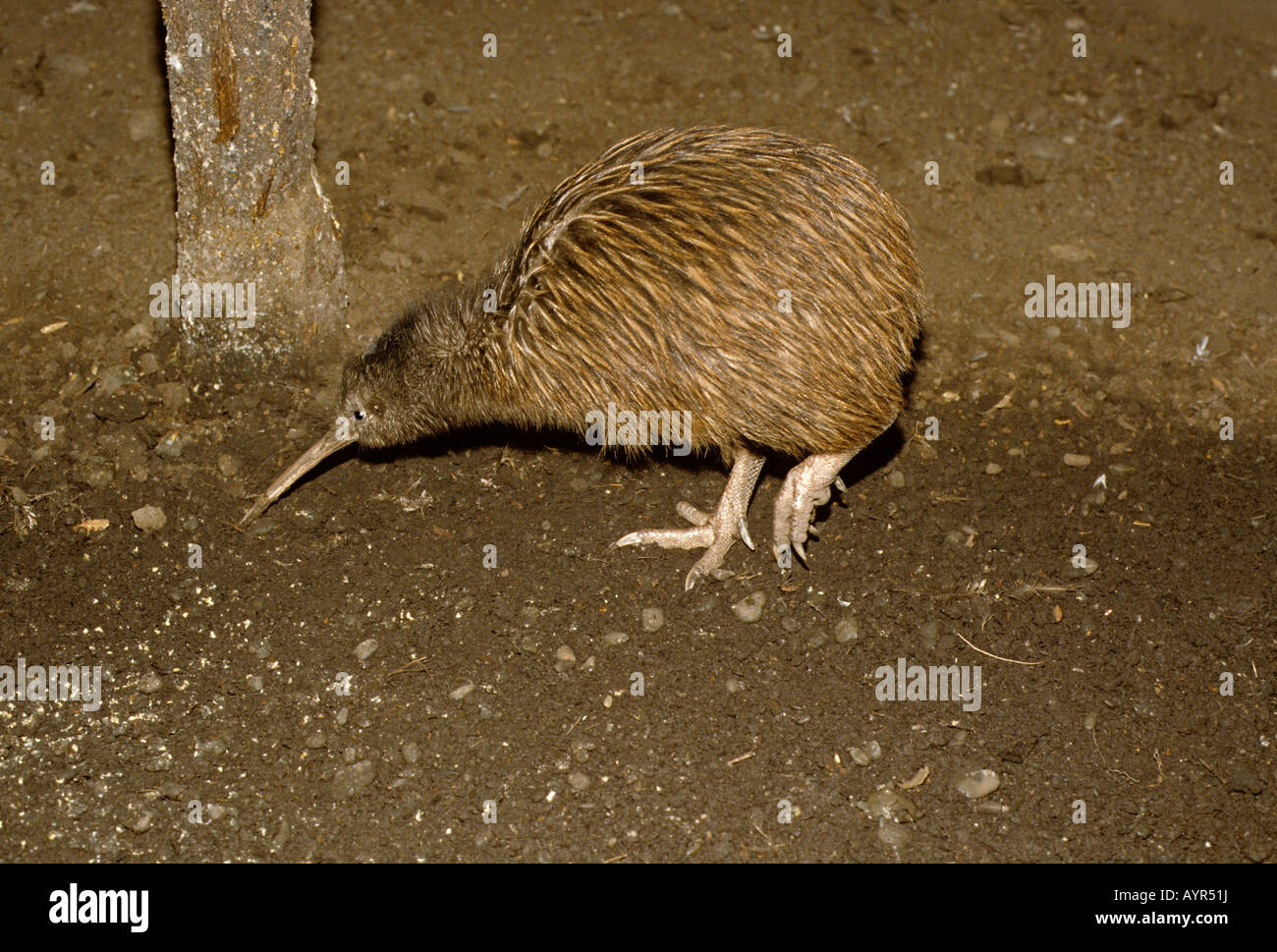 Kiwi (Apterygidae), Südinsel, Neuseeland Stockfoto