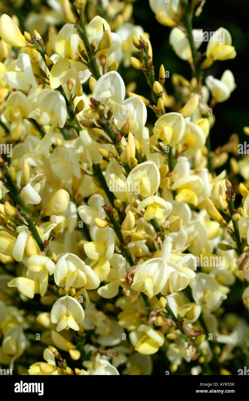 CYTISUS X PRAECOX Stockfoto