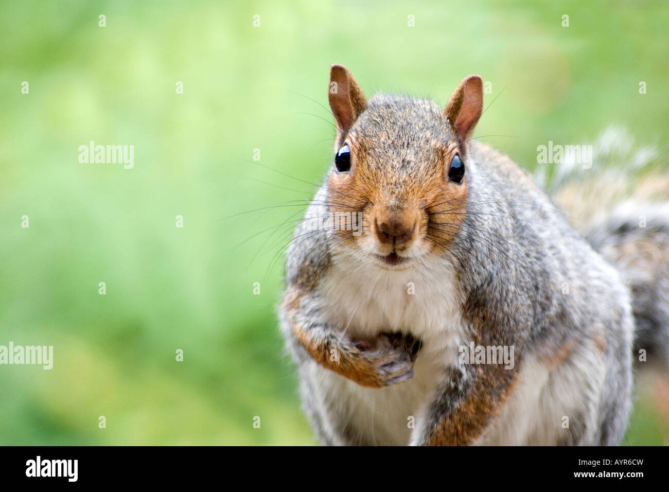 Eichhörnchen Sie auf einer Gartenmauer Stockfoto