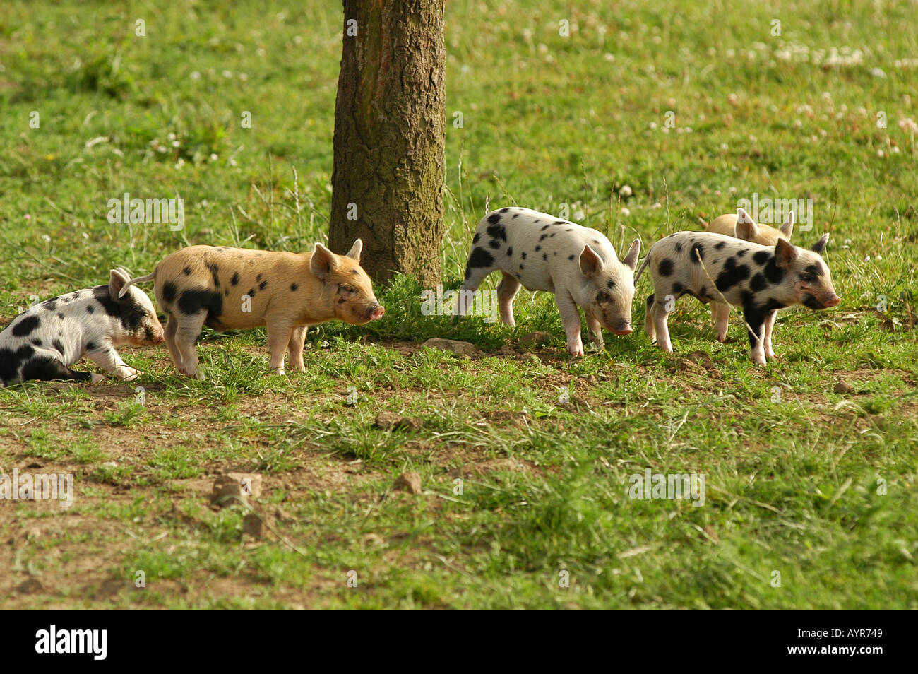 Schweinchen laufen auf der Weide in der Nähe von Swansea Wales UK Stockfoto