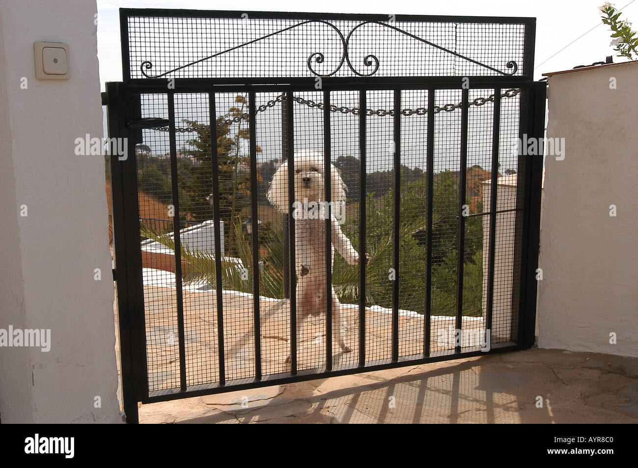 Weißer Pudel auf Hinterbeine mit Bewachung Eingang spanische Residenz in im Coastial Resort-Häuser in der Nähe von Benalmadena Ma Stockfoto